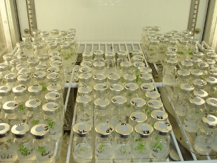 Sample analysis