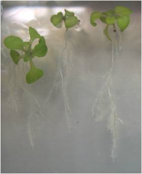 arabidopsis