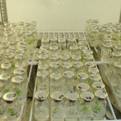 Sample analysis