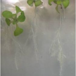 Biology